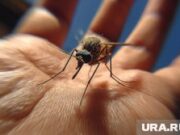 В ПНИПУ объяснили, стоит ли пермякам опасаться новой китайской лихорадки