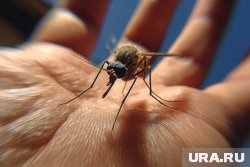 В ПНИПУ объяснили, стоит ли пермякам опасаться новой китайской лихорадки