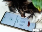 Как проголосовать на выборах губернатора Пермского края дистанционно. Инфографика