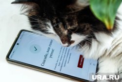 Как проголосовать на выборах губернатора Пермского края дистанционно. Инфографика