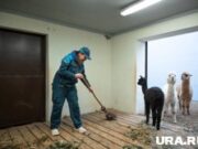 «Лучшая работа!»: журналистка URA.RU потрудилась кипером в новом пермском зоопарке. Фото, видео