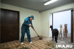 «Лучшая работа!»: журналистка URA.RU потрудилась кипером в новом пермском зоопарке. Фото, видео