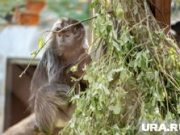 «Тропический рай и страна обезьян»: что посмотреть в новом Пермском зоопарке